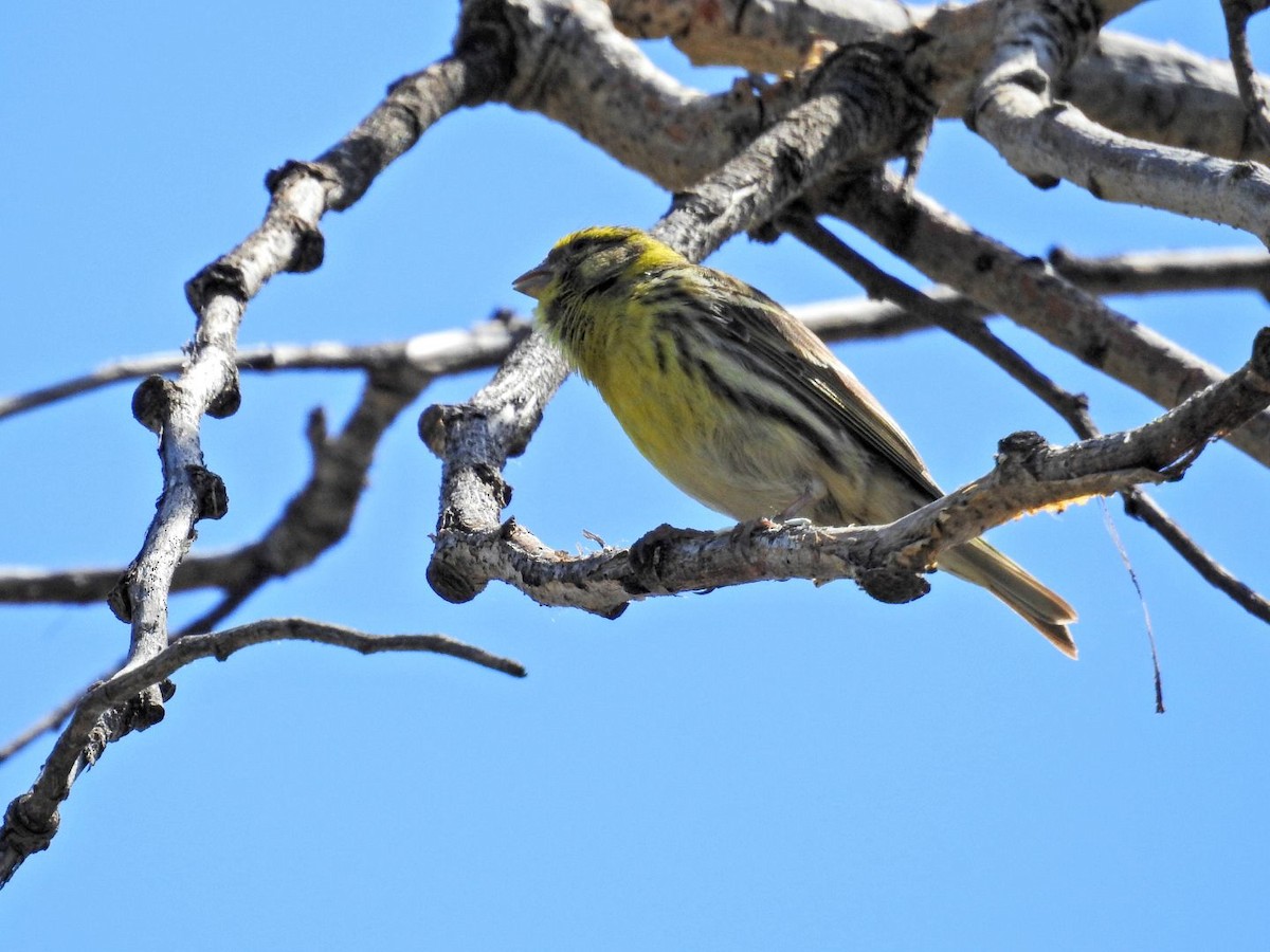 European Serin - ML634077757