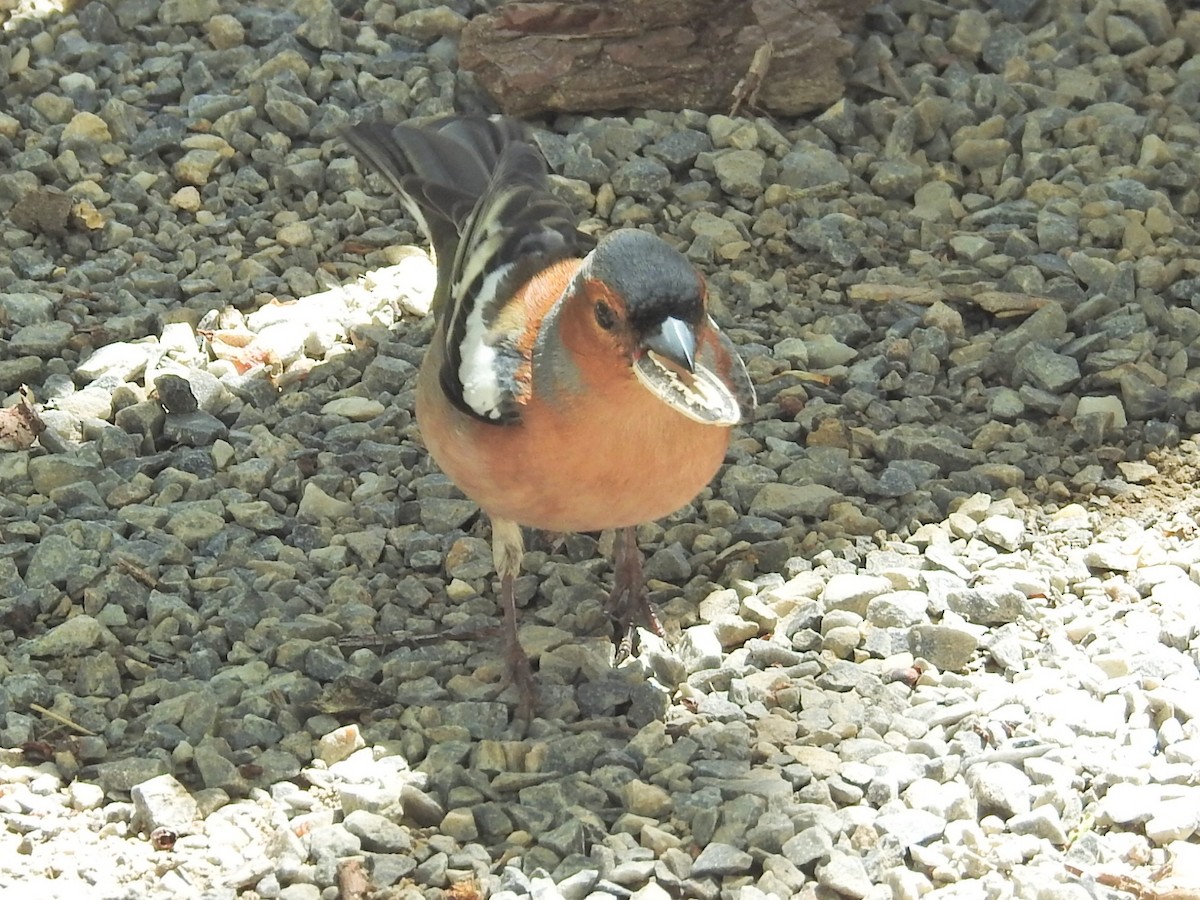 Common Chaffinch - ML634077766
