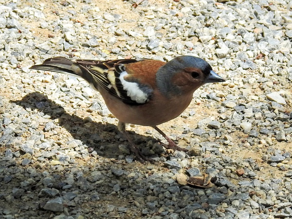 Common Chaffinch - ML634077767