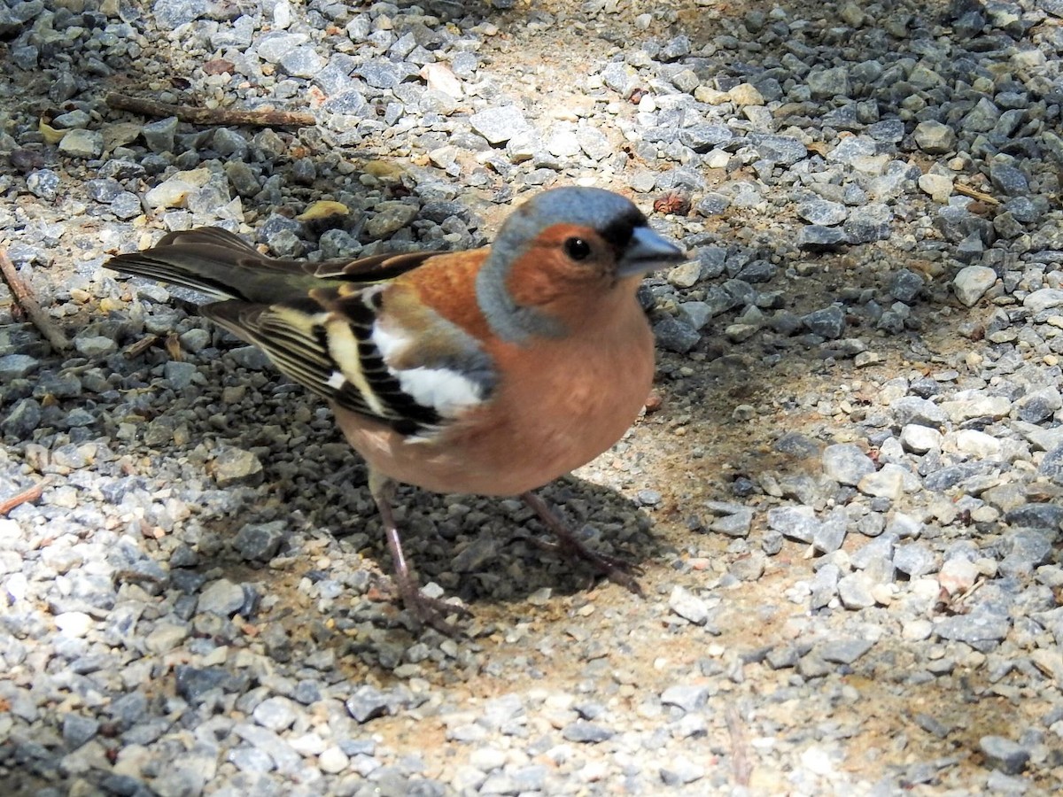 Common Chaffinch - ML634077768