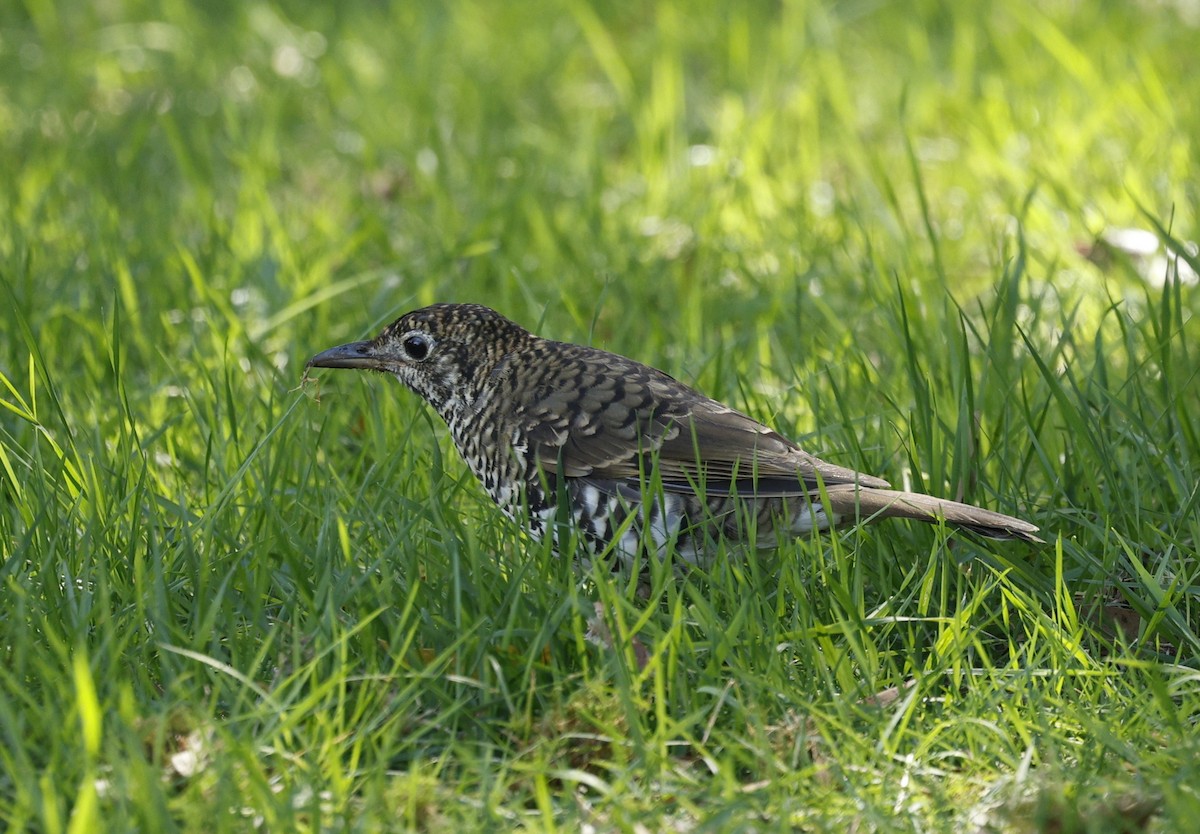 Австралийский дрозд - ML634077825