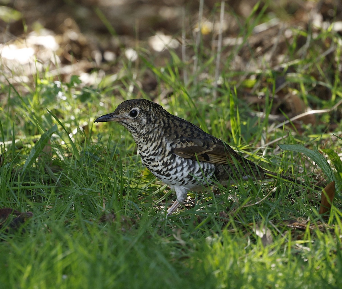 Австралийский дрозд - ML634077826