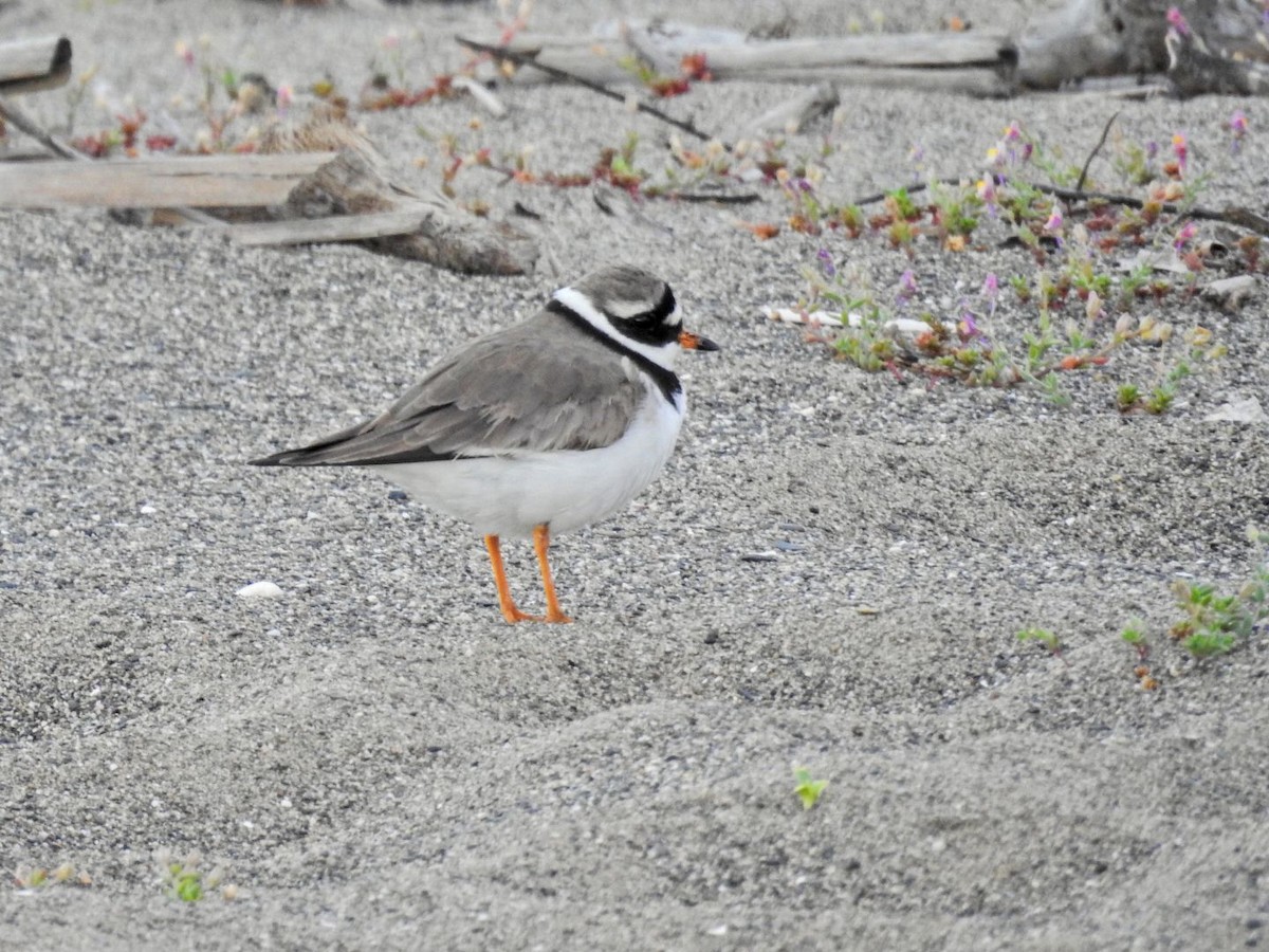 Common Ringed Plover - ML634077828