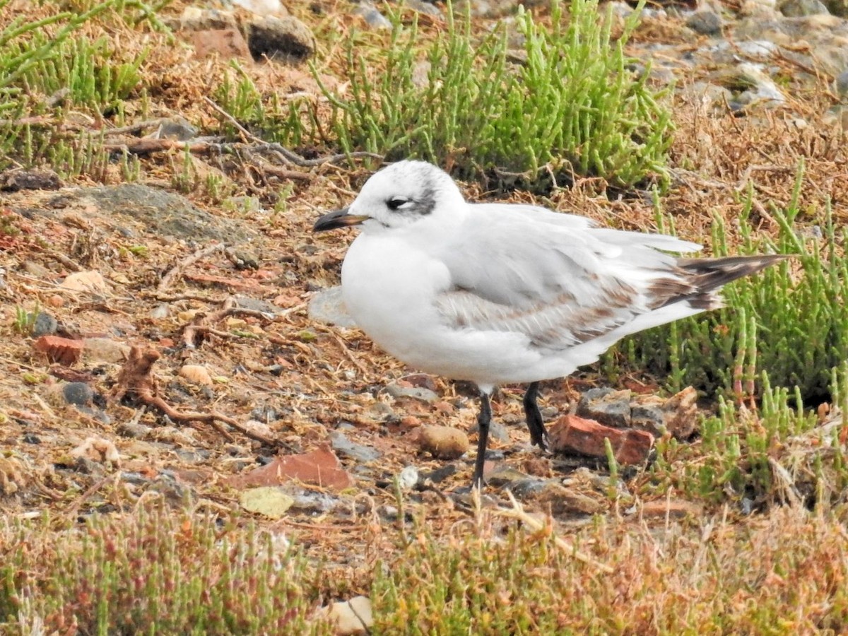 Black-headed Gull - ML634077838