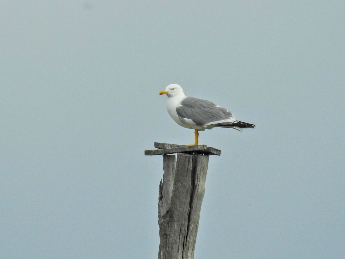 Yellow-legged Gull - ML634077840