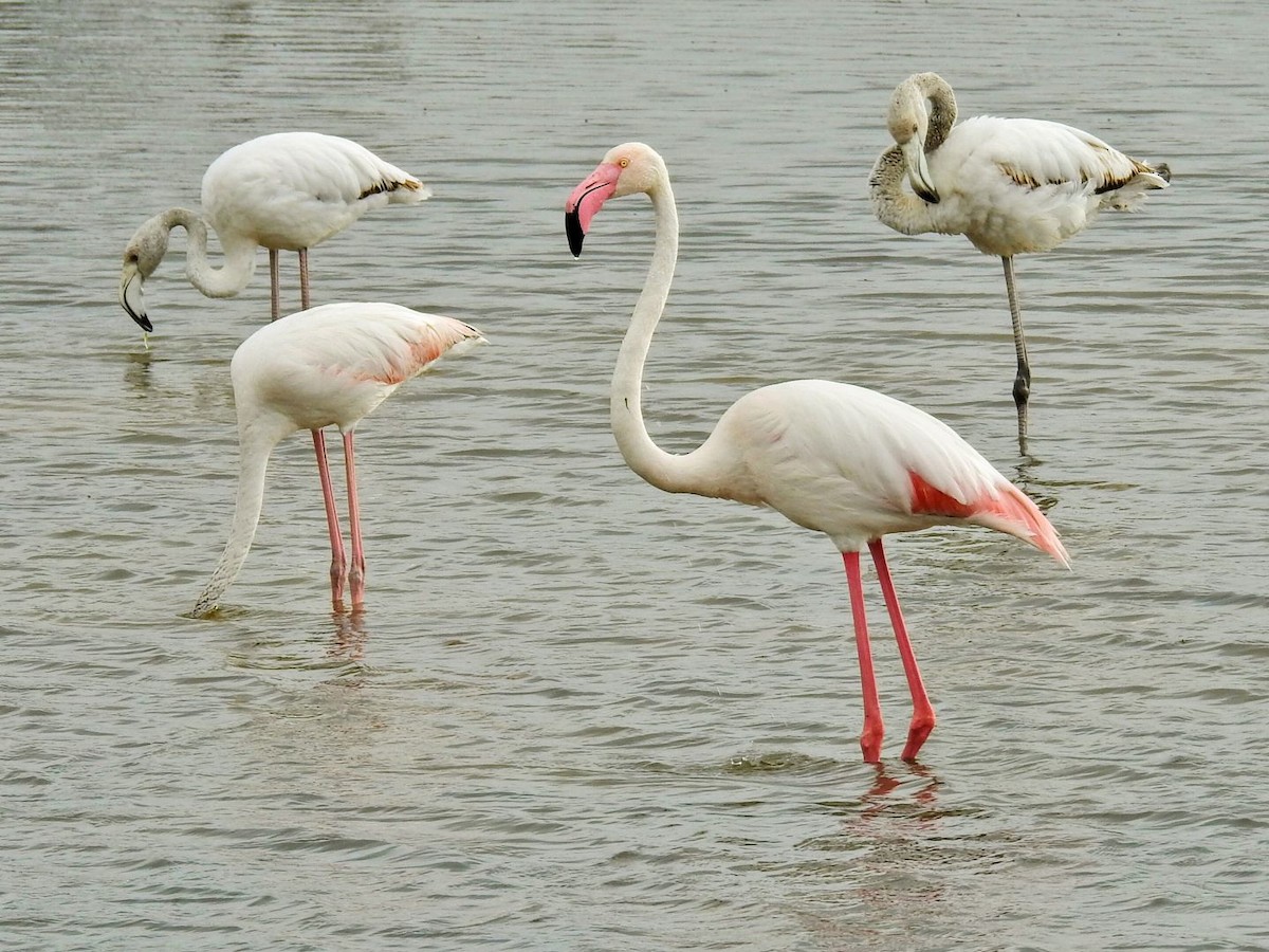 Greater Flamingo - ML634077841