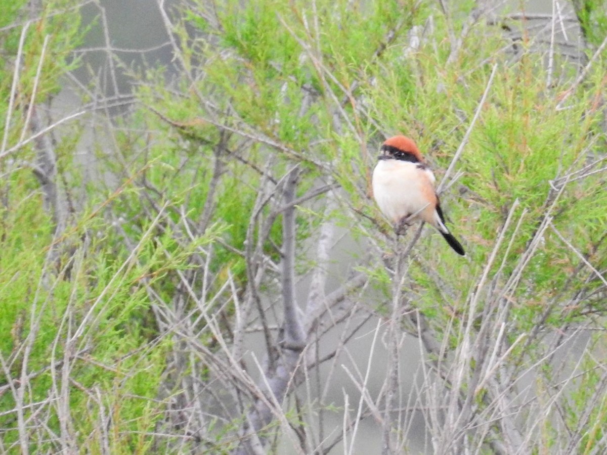 Woodchat Shrike - ML634077852