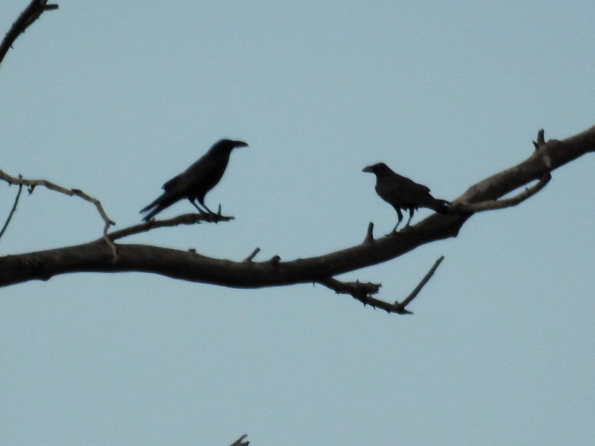 Common Raven - ML634077862