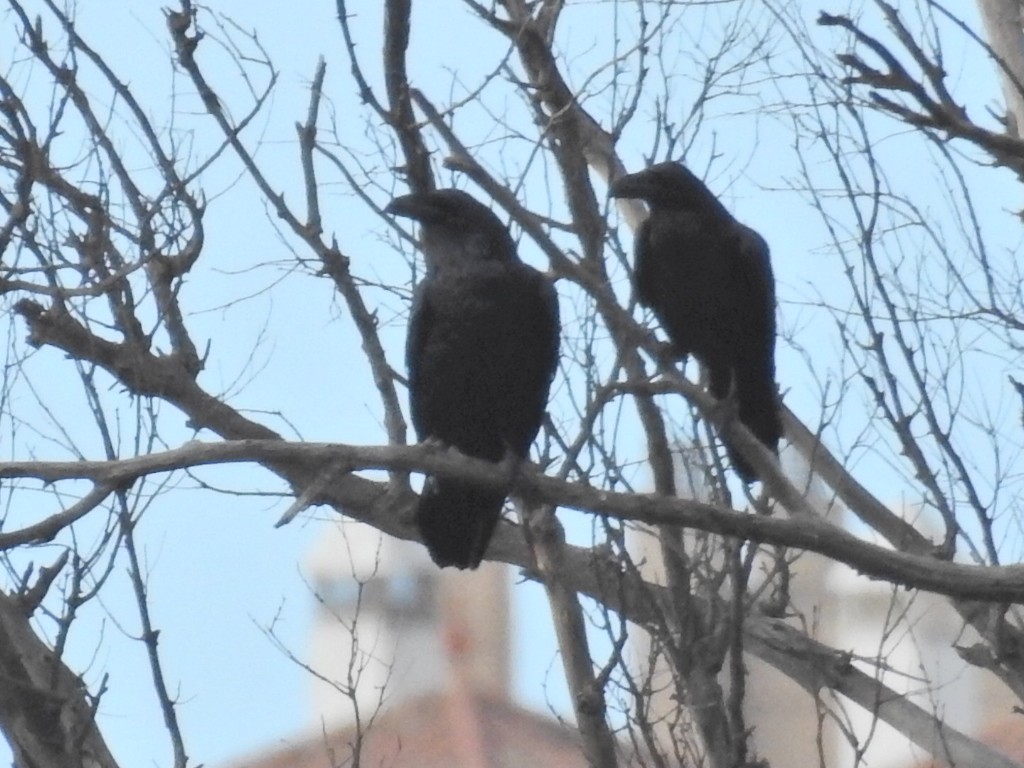Common Raven - ML634077864