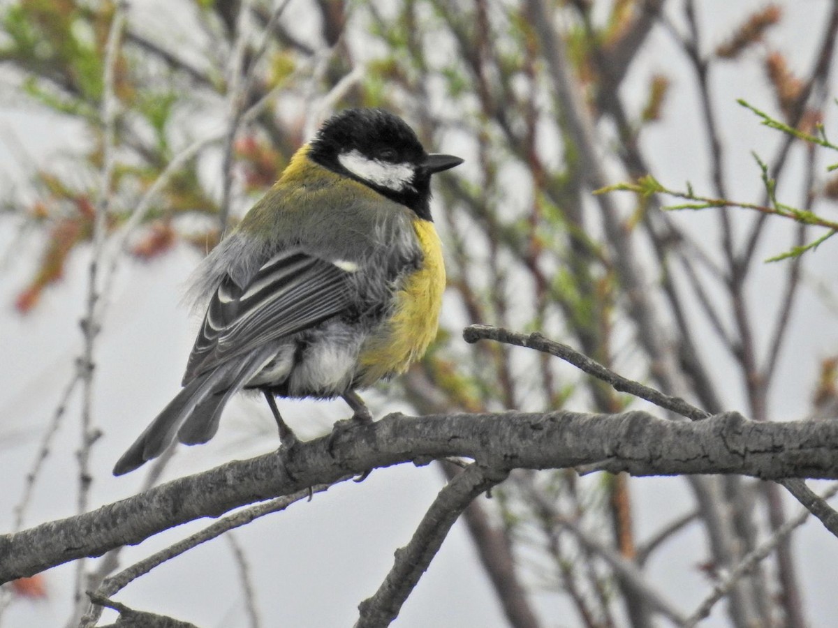 Great Tit - ML634077875