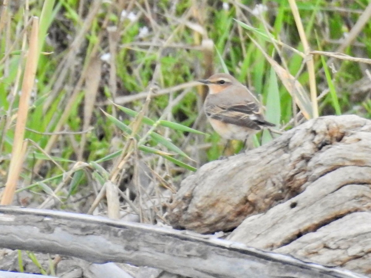 Northern Wheatear - ML634077888