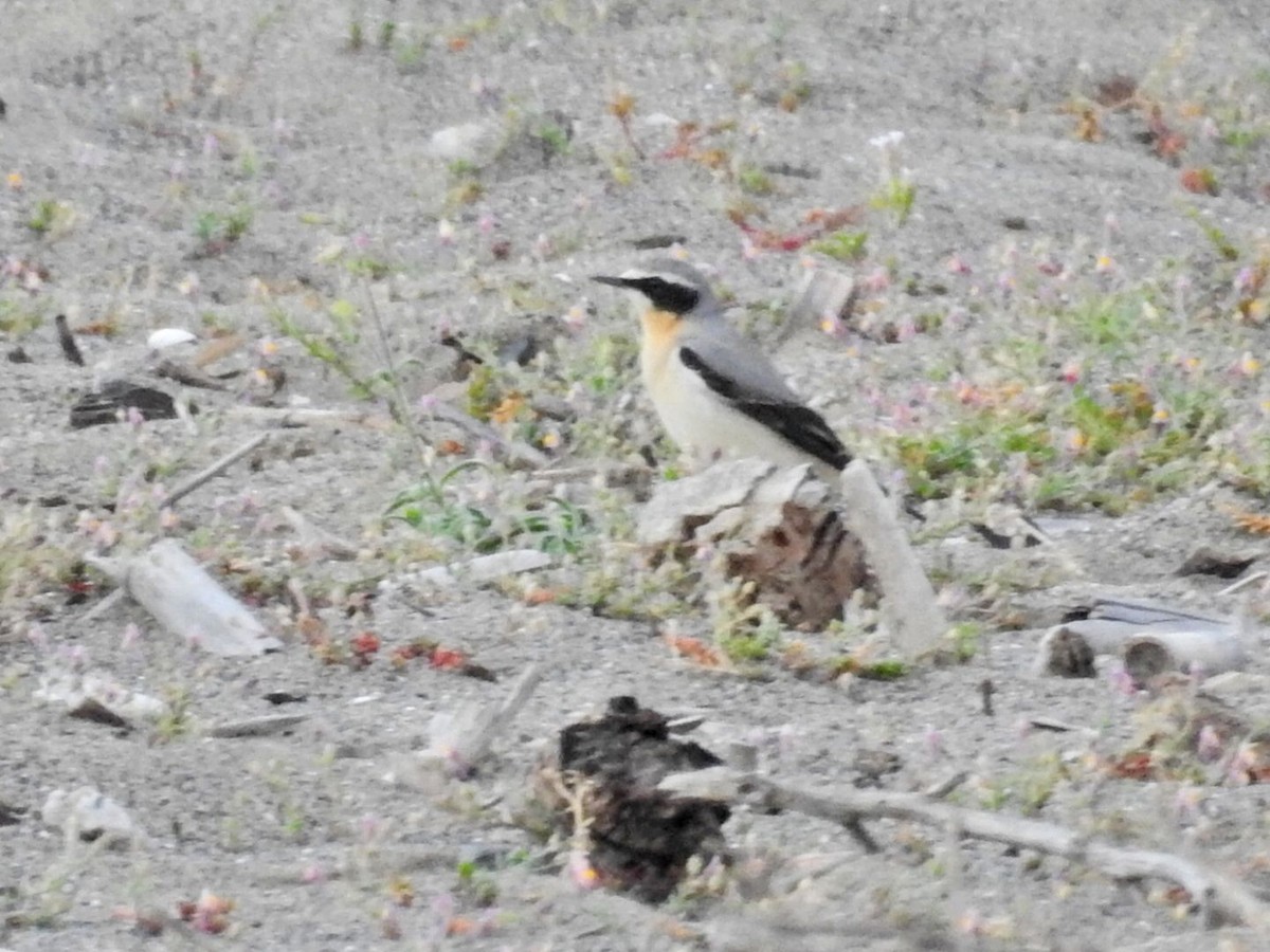 Northern Wheatear - ML634077890