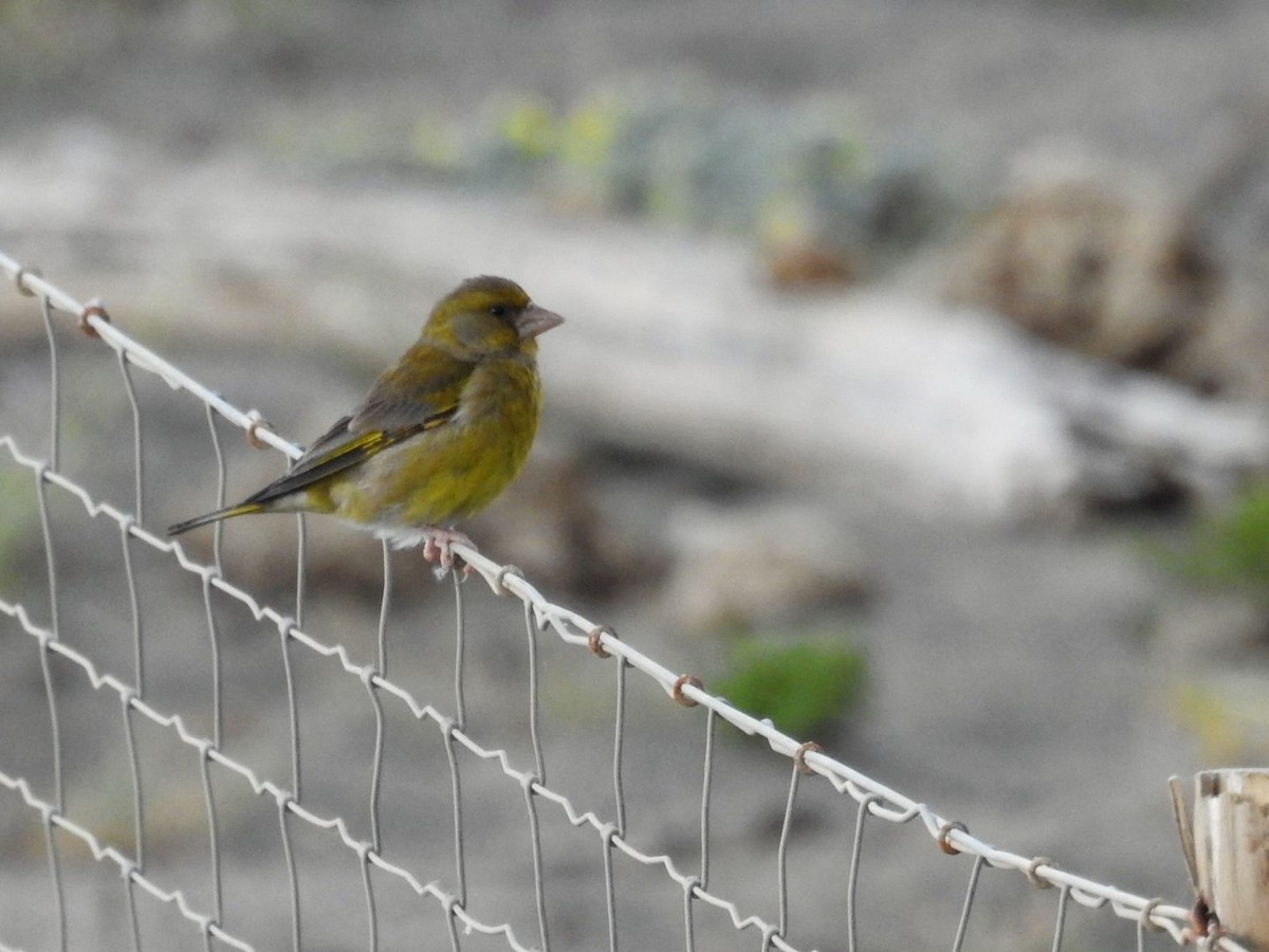 European Greenfinch - ML634077894