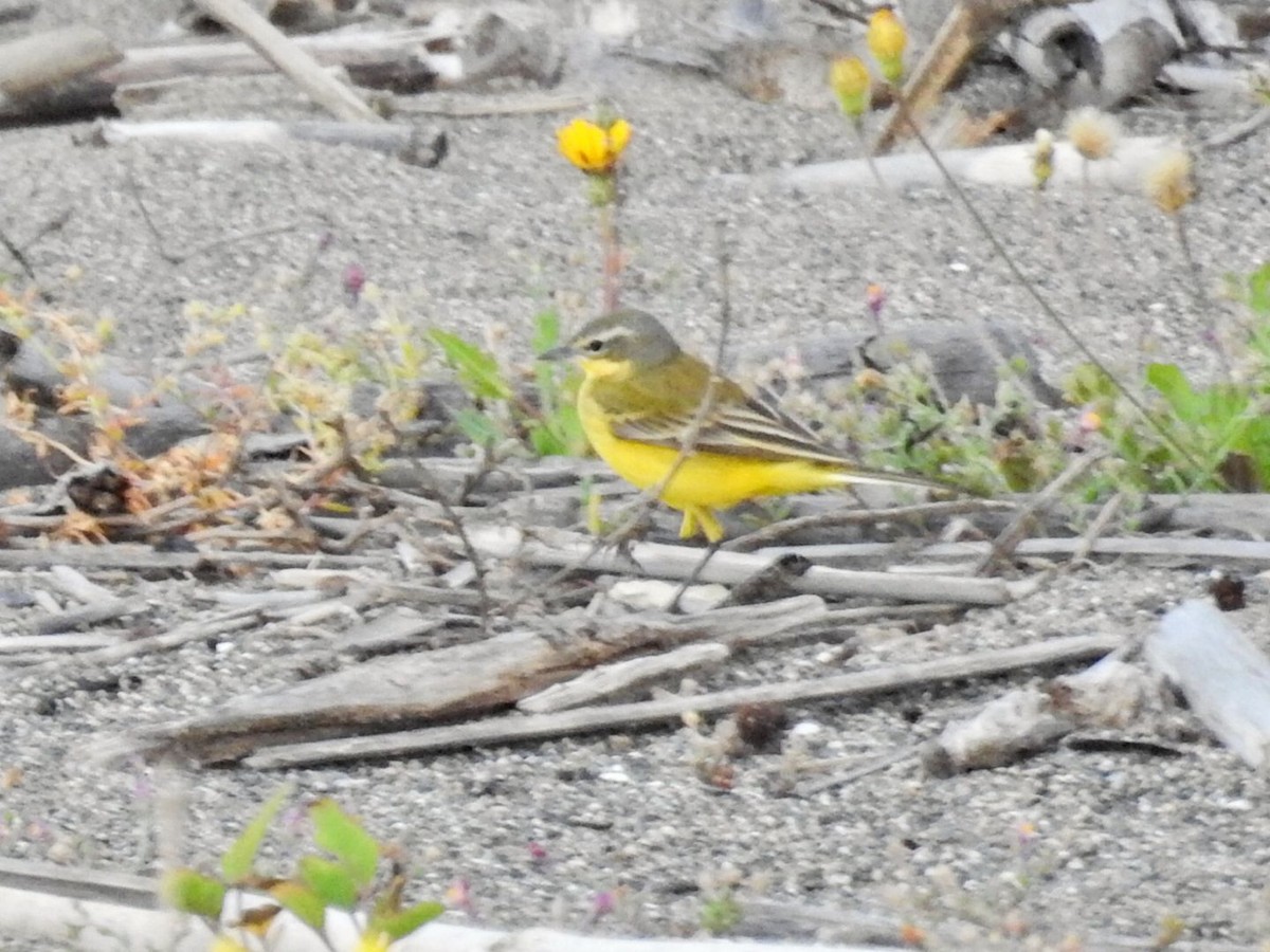 Western Yellow Wagtail - ML634077902