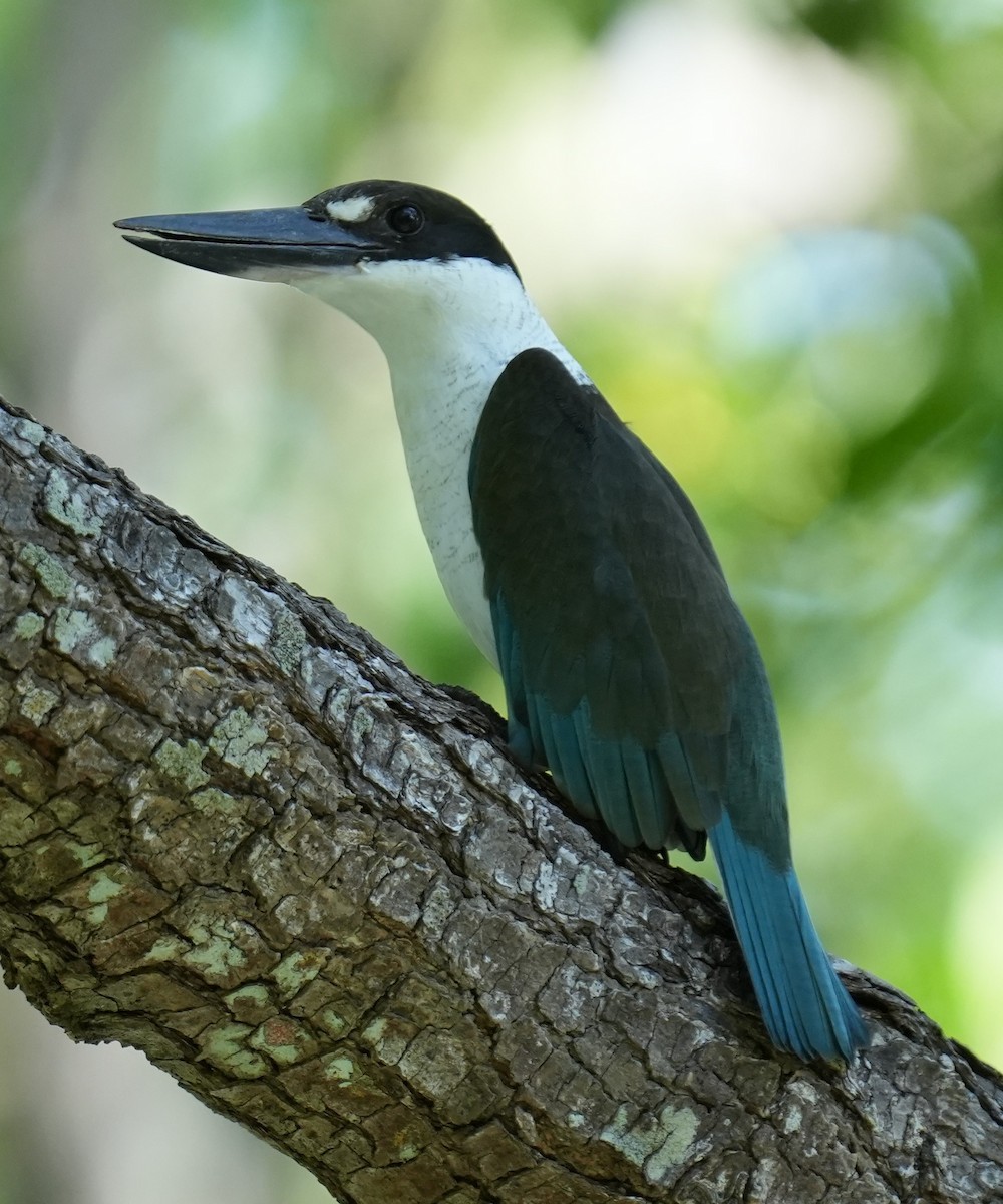 Torresian Kingfisher - ML634077911