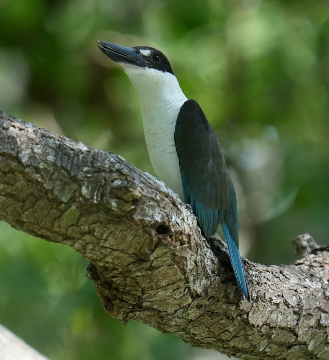 Torresian Kingfisher - ML634077912