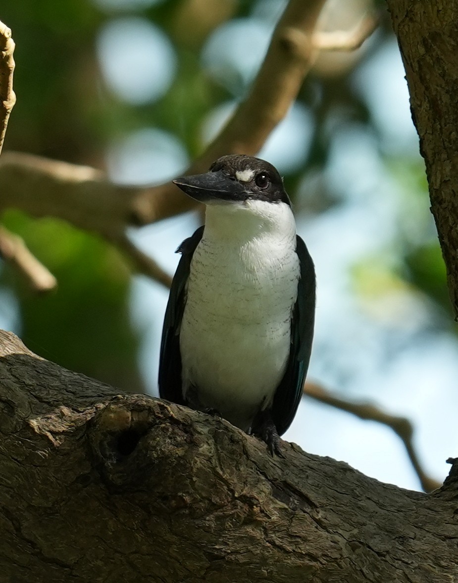 Torresian Kingfisher - ML634077913