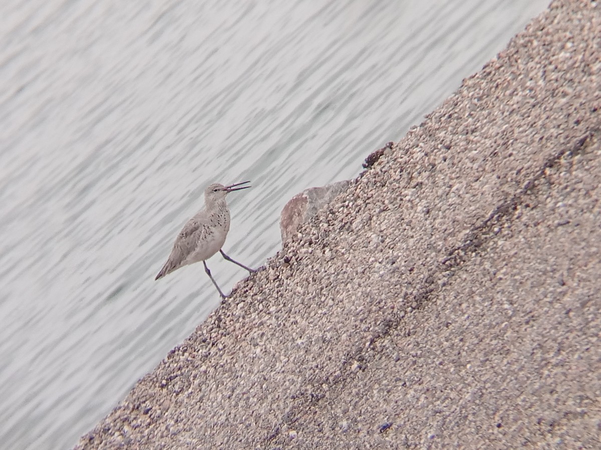 Willet - ML634078044