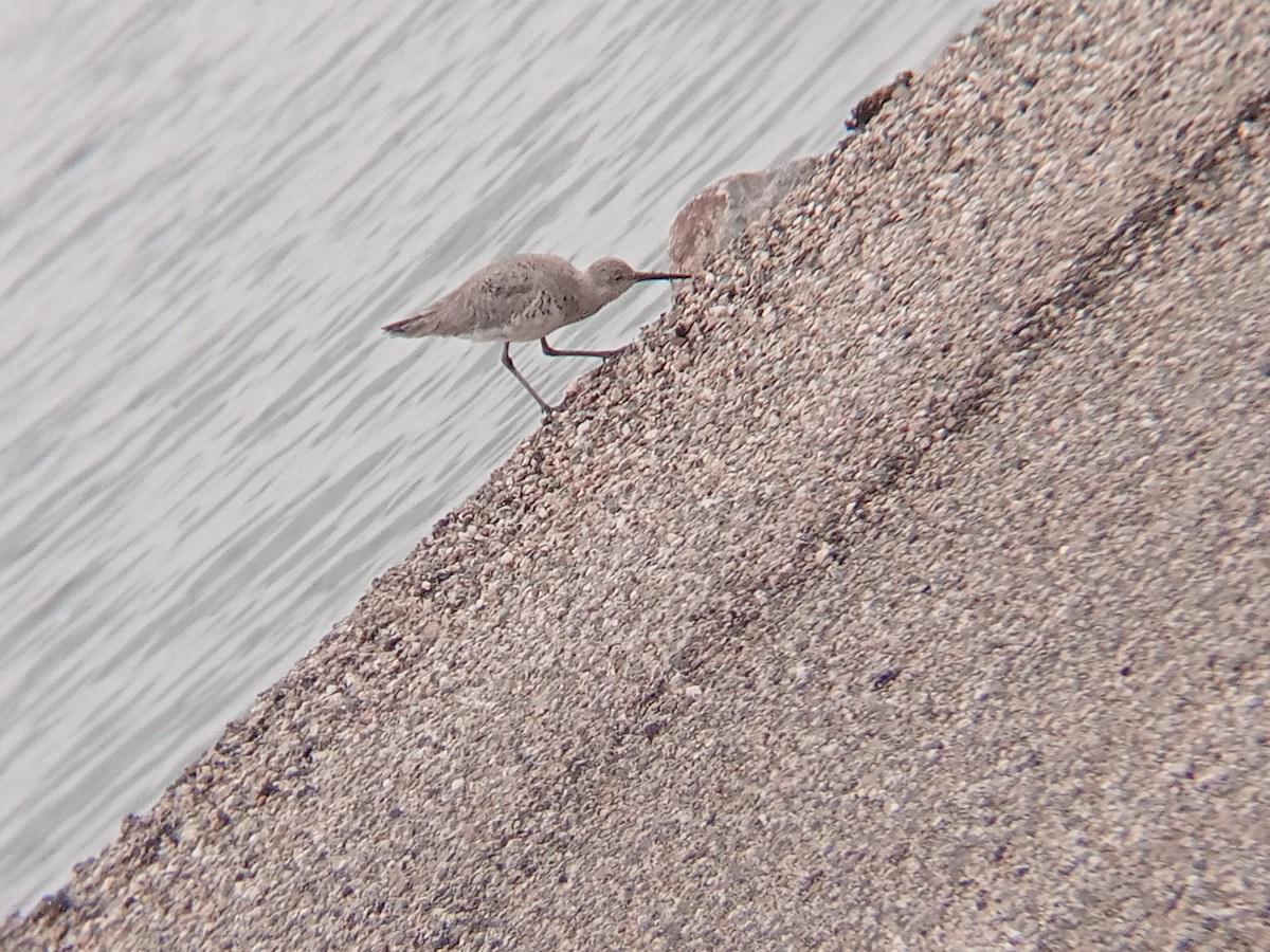 Willet - ML634078050