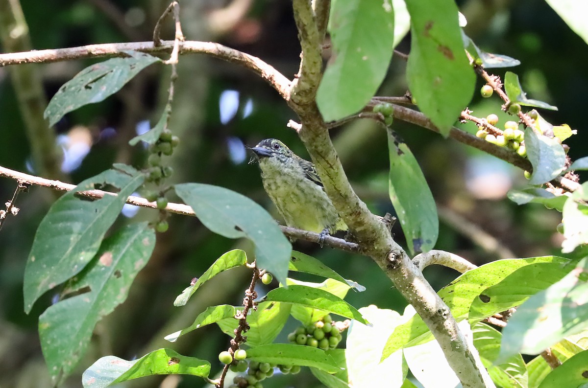 Speckled Tinkerbird - ML634078077