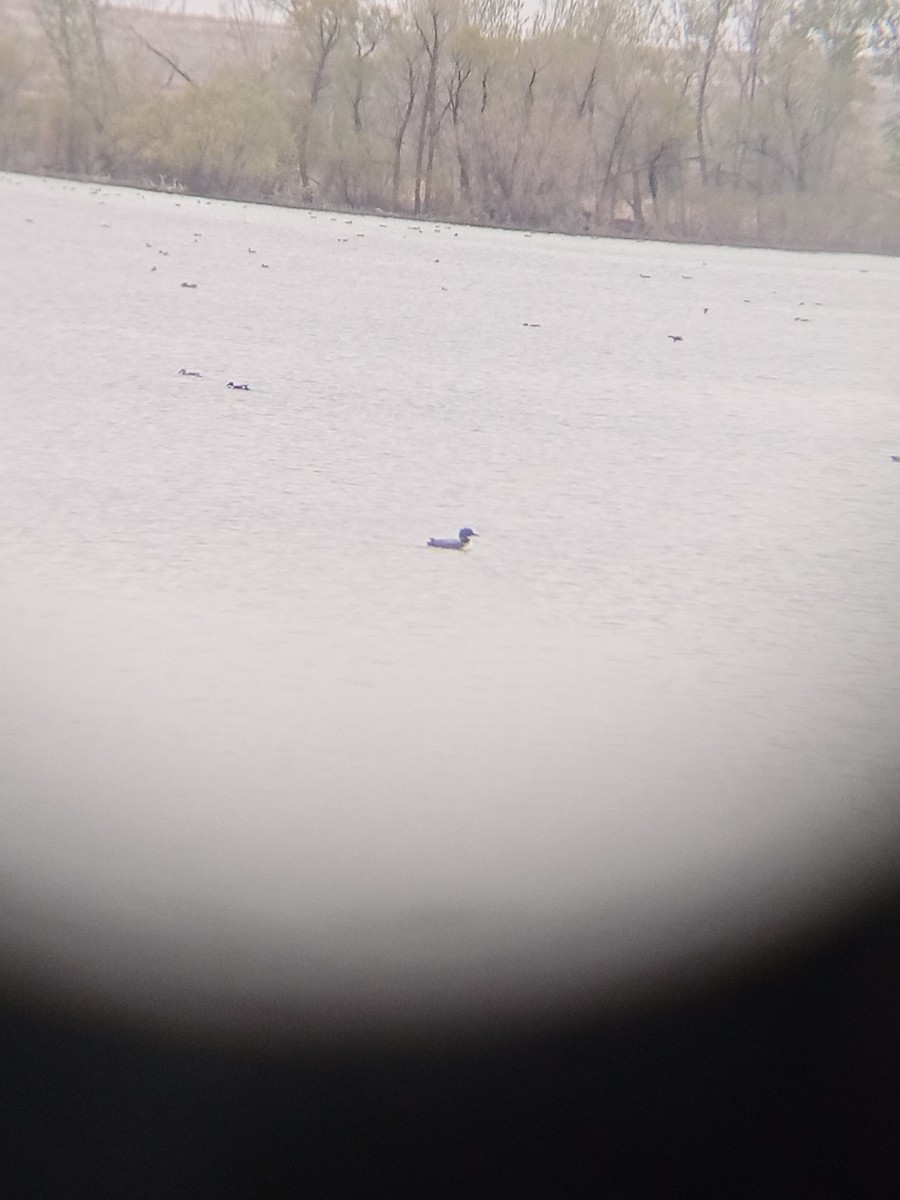 Common Loon - ML634078139