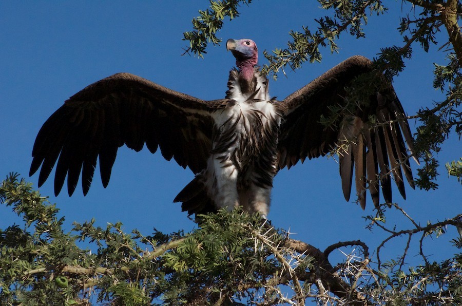 Lappet-faced Vulture - ML634078186