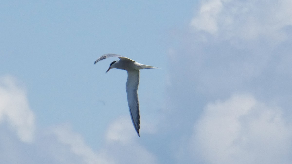 アジサシ - ML634078196