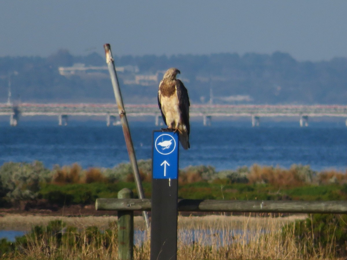 White-bellied Sea-Eagle - ML634078225