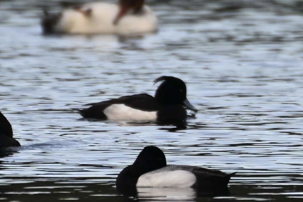 Tufted Duck - ML634078385