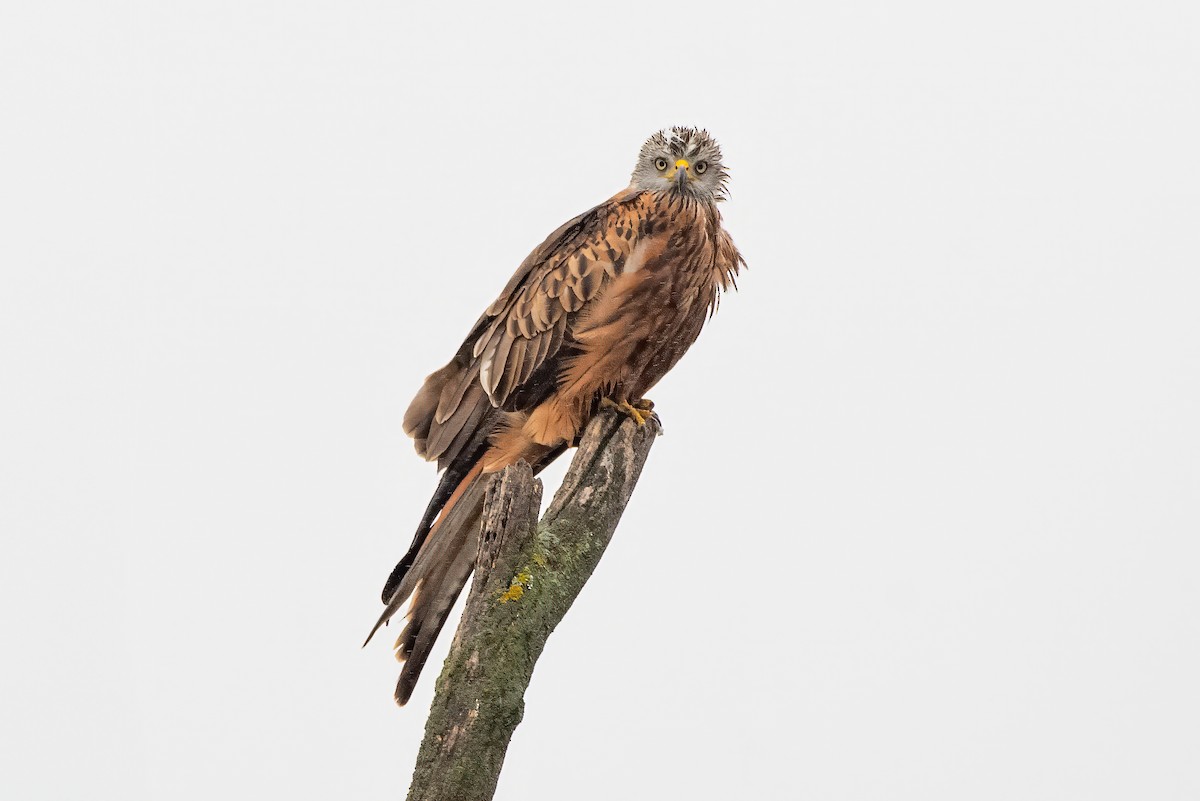 Red Kite - ML634078426