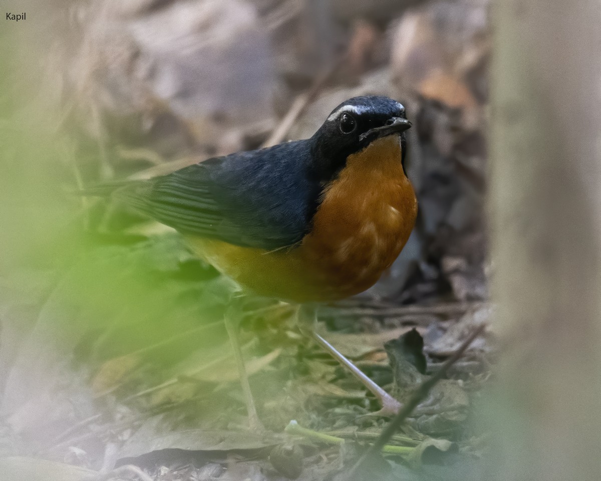 Indian Blue Robin - ML634078532