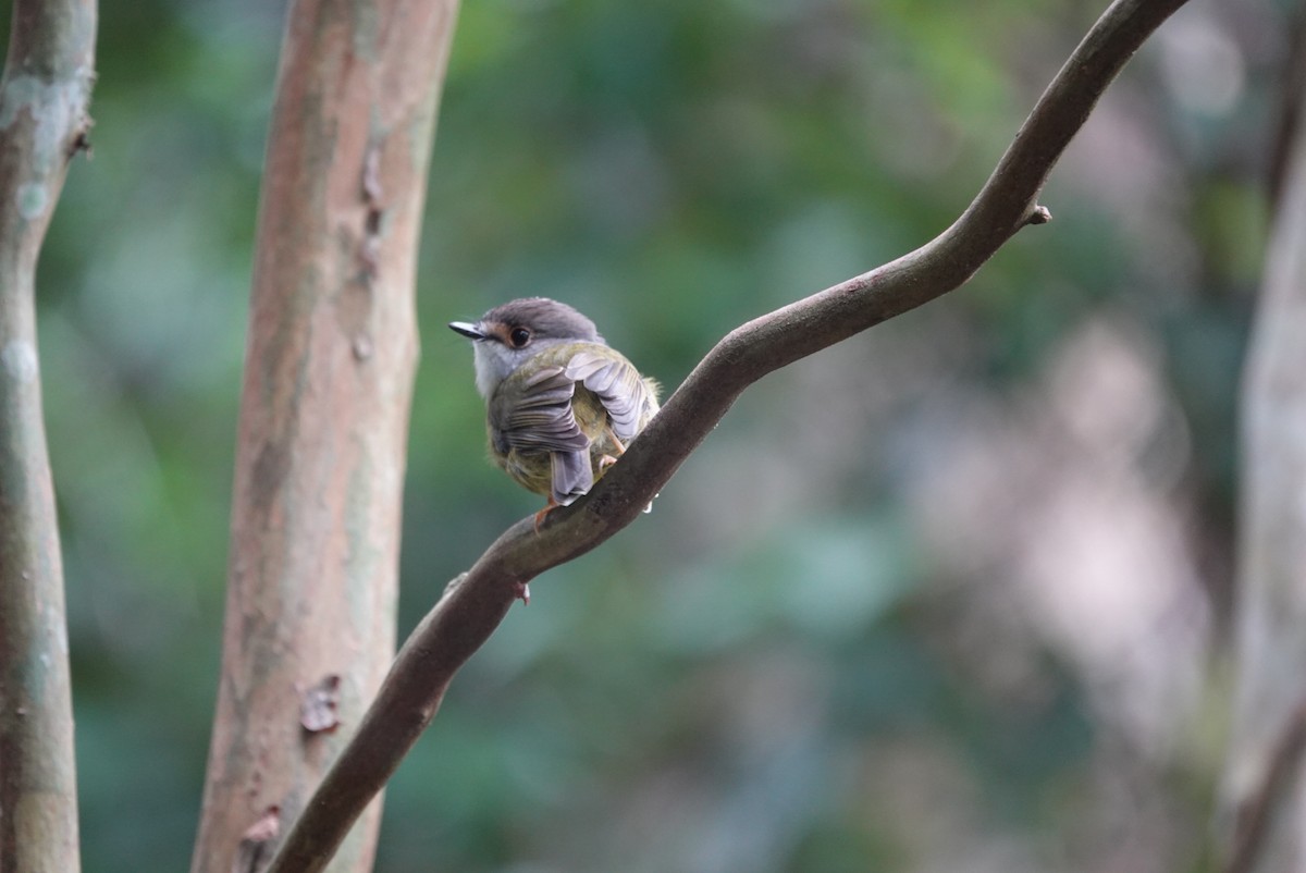 Pale-yellow Robin - ML634078630