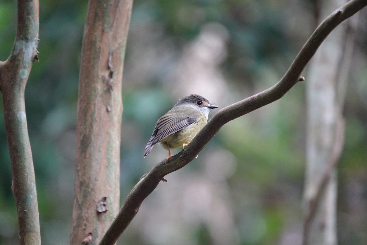 Pale-yellow Robin - ML634078631