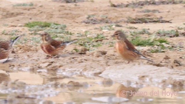 Eurasian Linnet - ML634078765