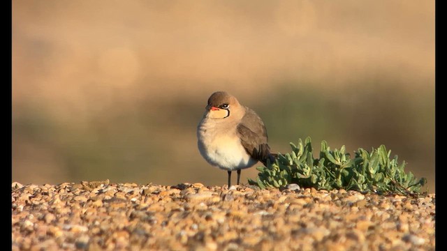 Collared Pratincole - ML634078795