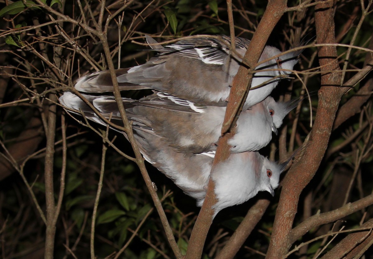 Crested Pigeon - ML634078796