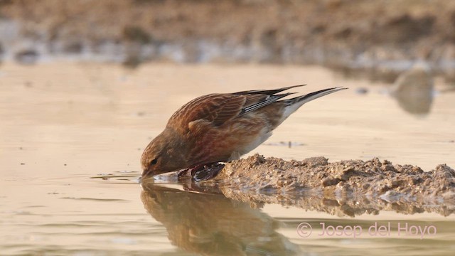 Eurasian Linnet - ML634078849