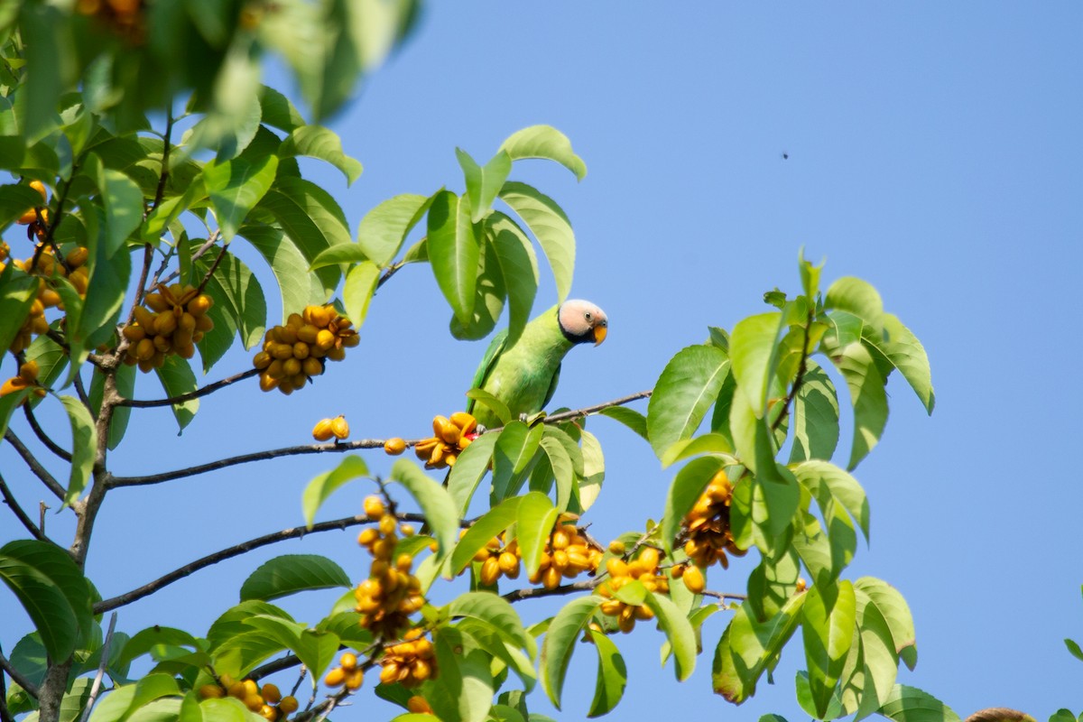 Blossom-headed Parakeet - ML634078967
