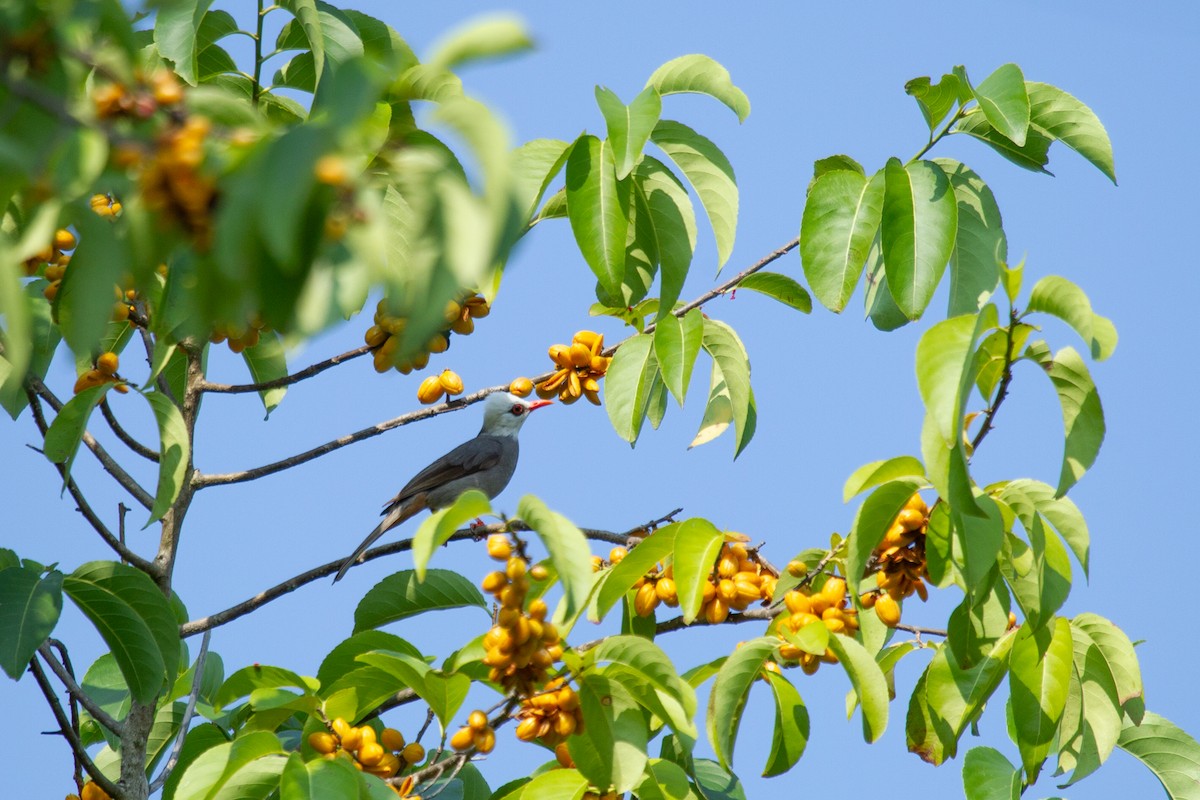 White-headed Bulbul - ML634078999