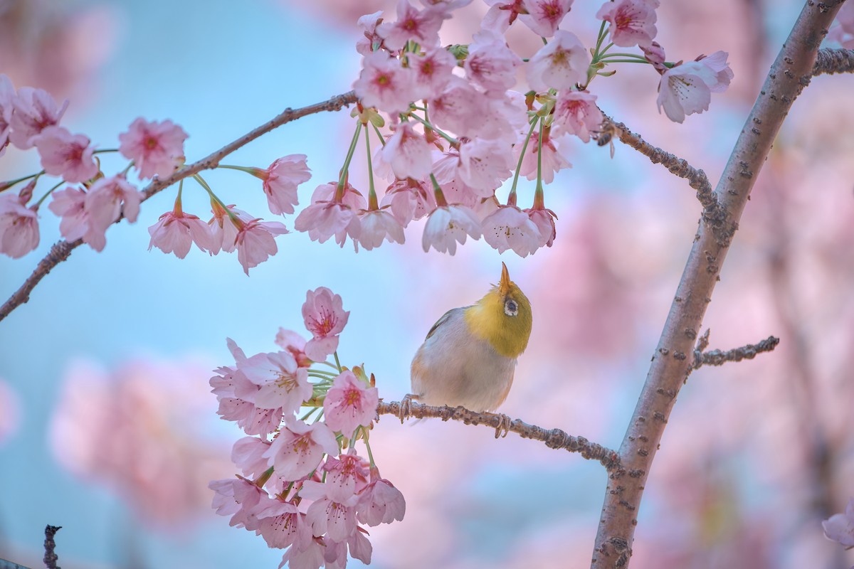 Chestnut-flanked White-eye - ML634079000