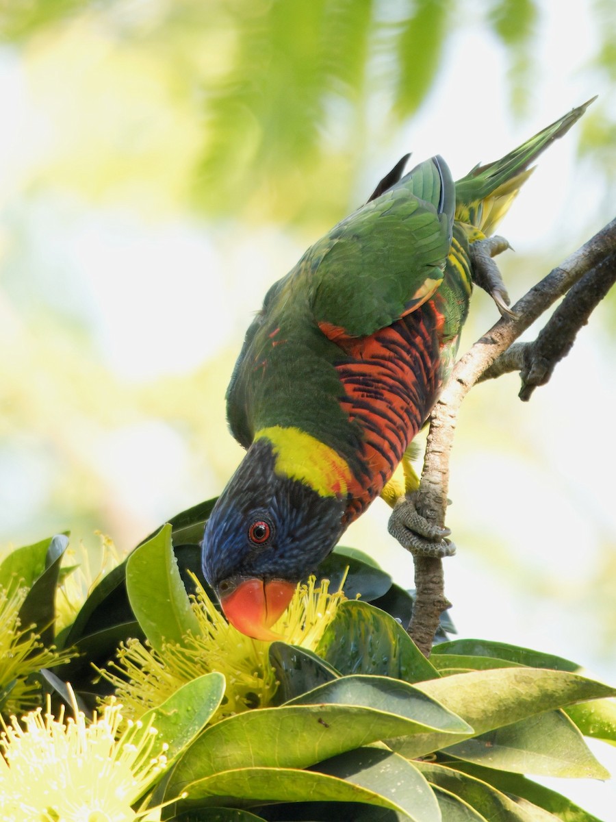 Coconut Lorikeet - ML634079049