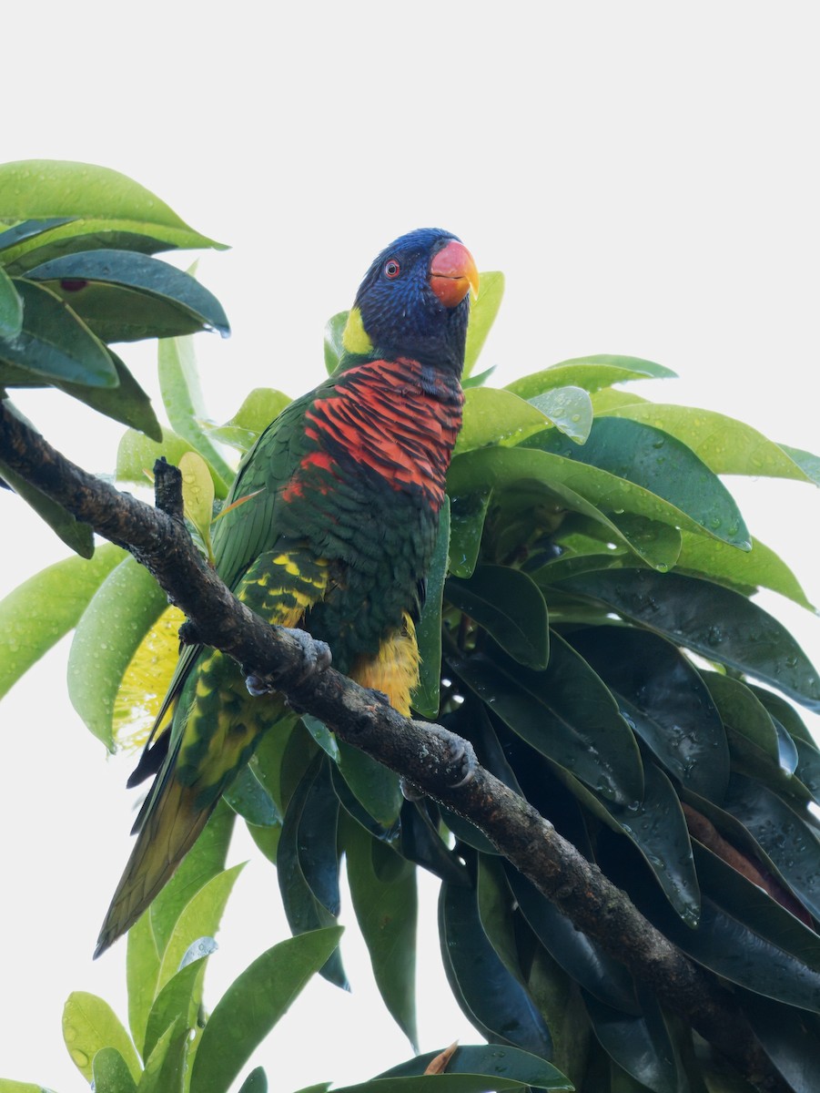 Coconut Lorikeet - ML634079050