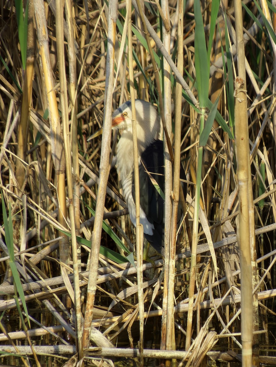 Little Bittern - ML634079051