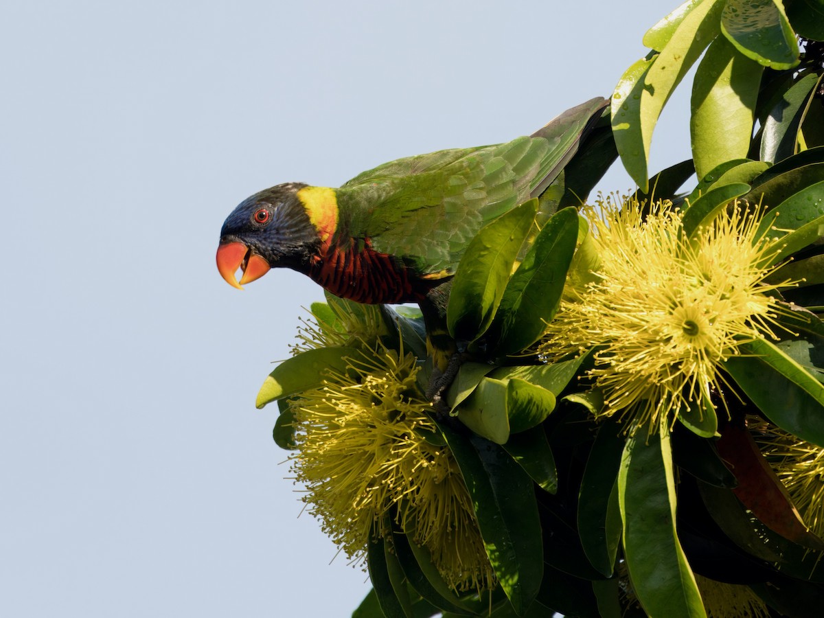 Coconut Lorikeet - ML634079052
