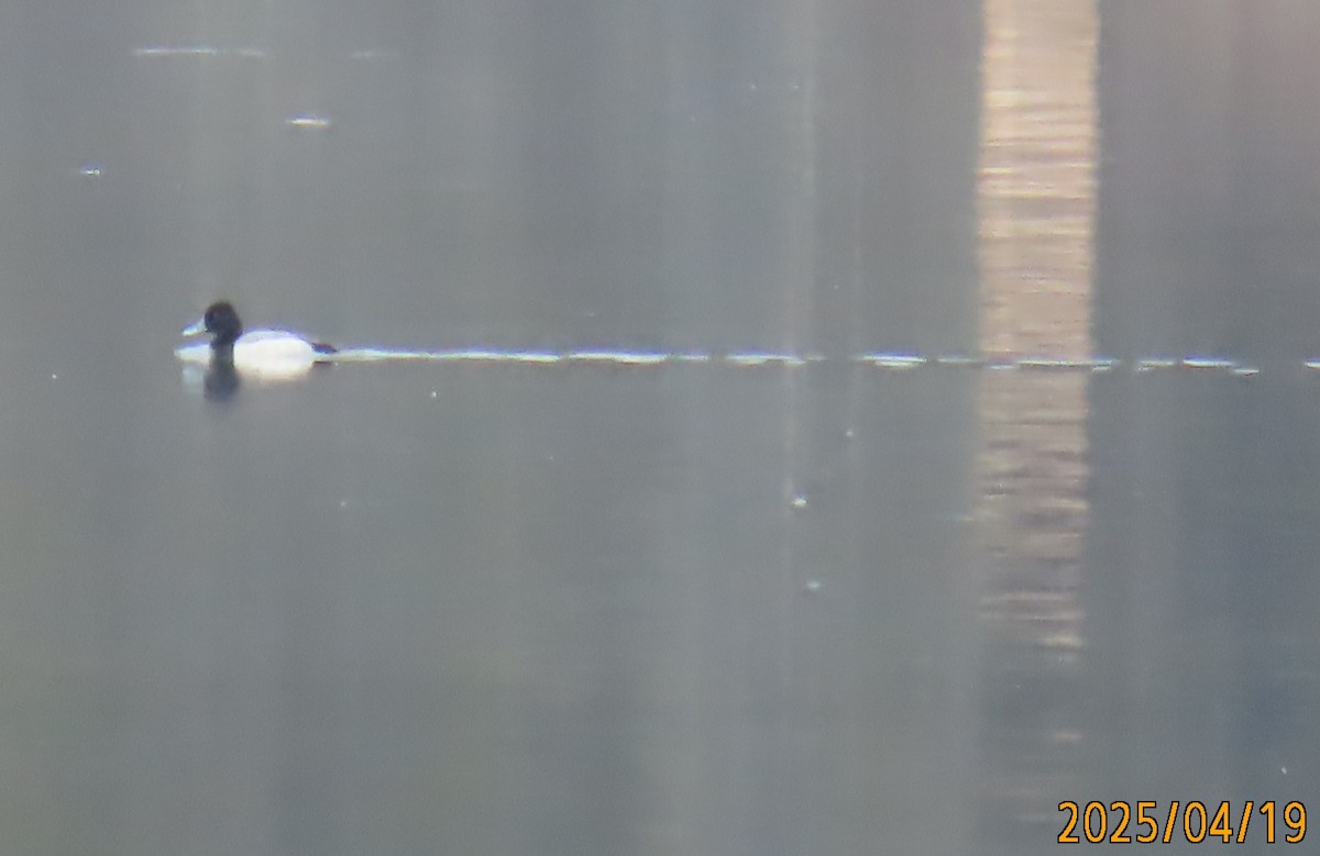 Lesser Scaup - ML634079174