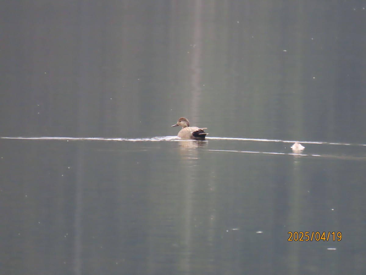 Серая утка - ML634079182