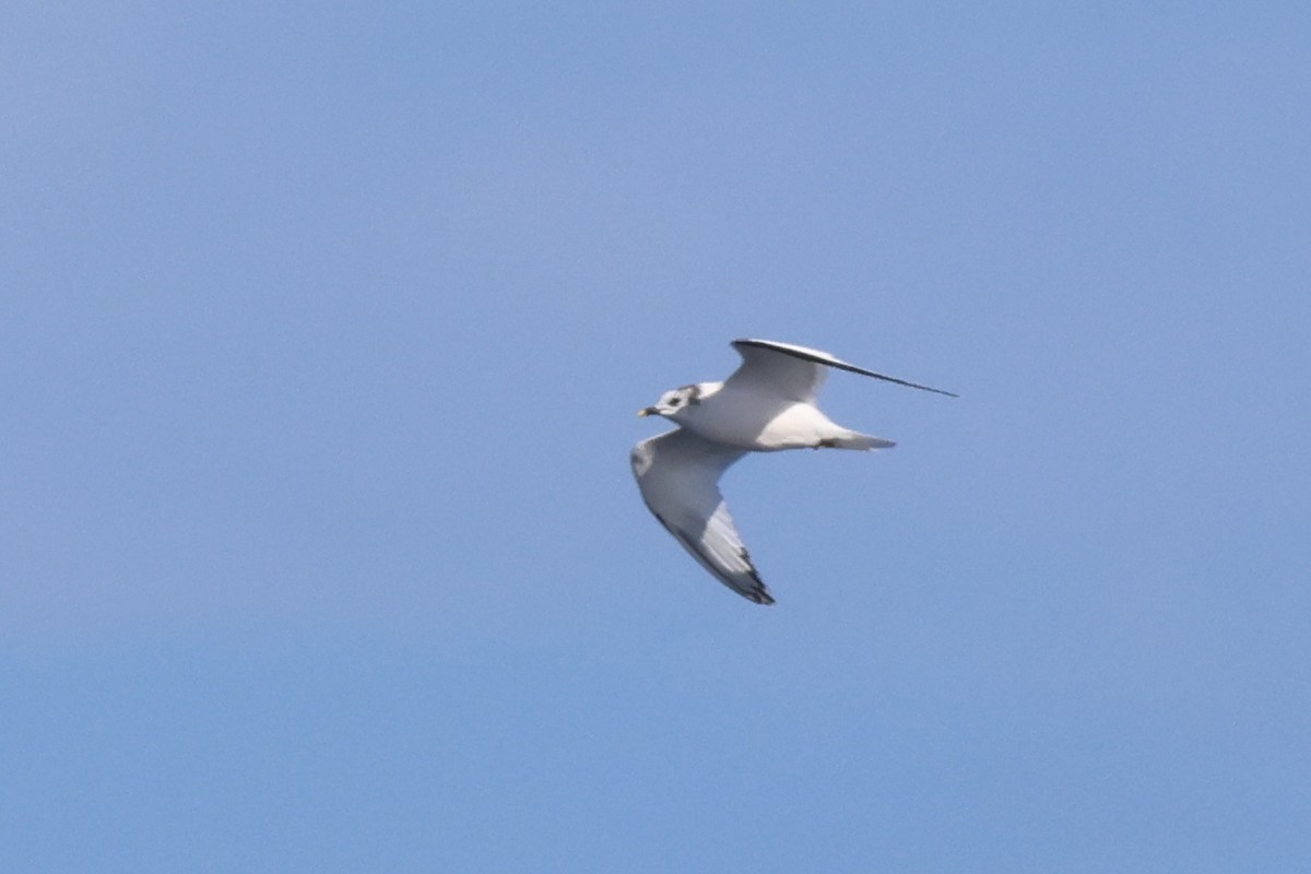 Sabine's Gull - ML634079200