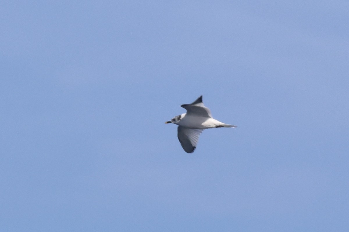 Sabine's Gull - ML634079201