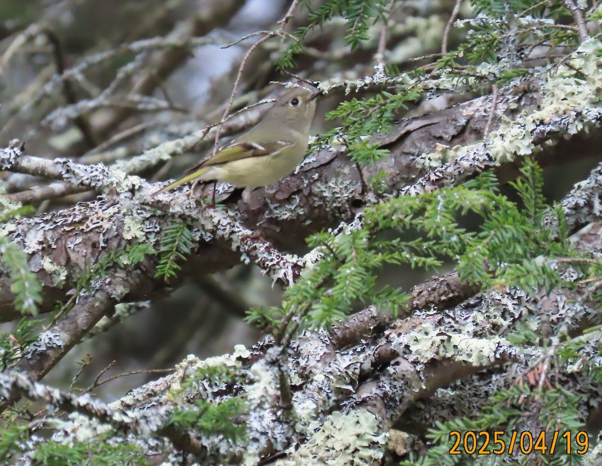 Рубиноголовый королёк - ML634079203