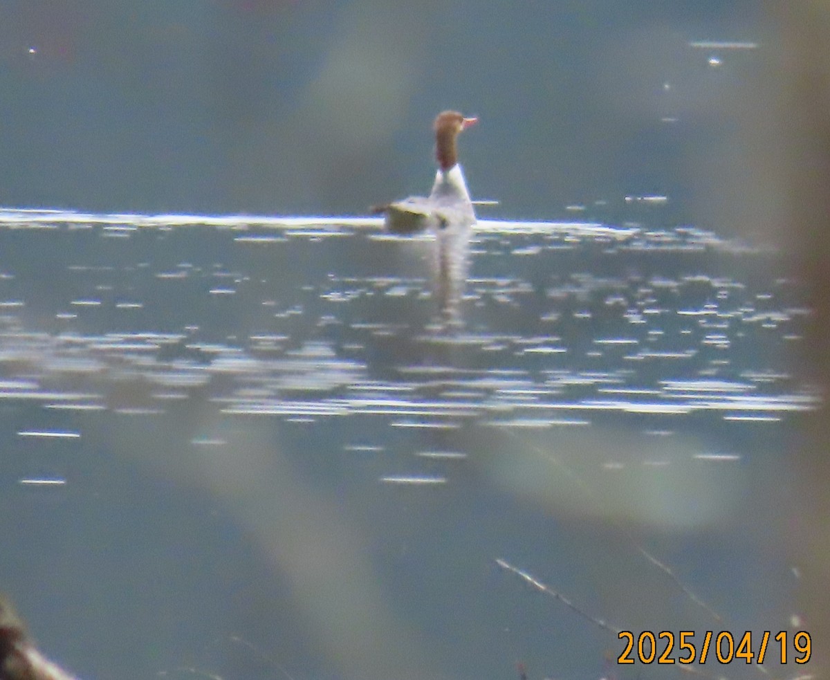 Большой крохаль - ML634079248